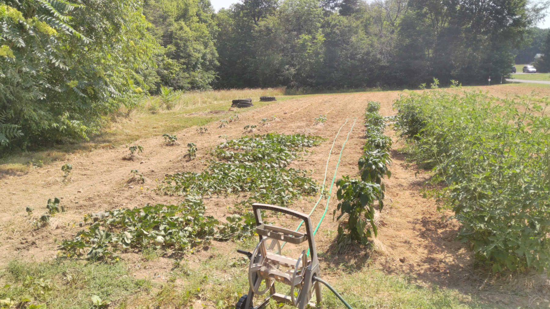 Full view of garden