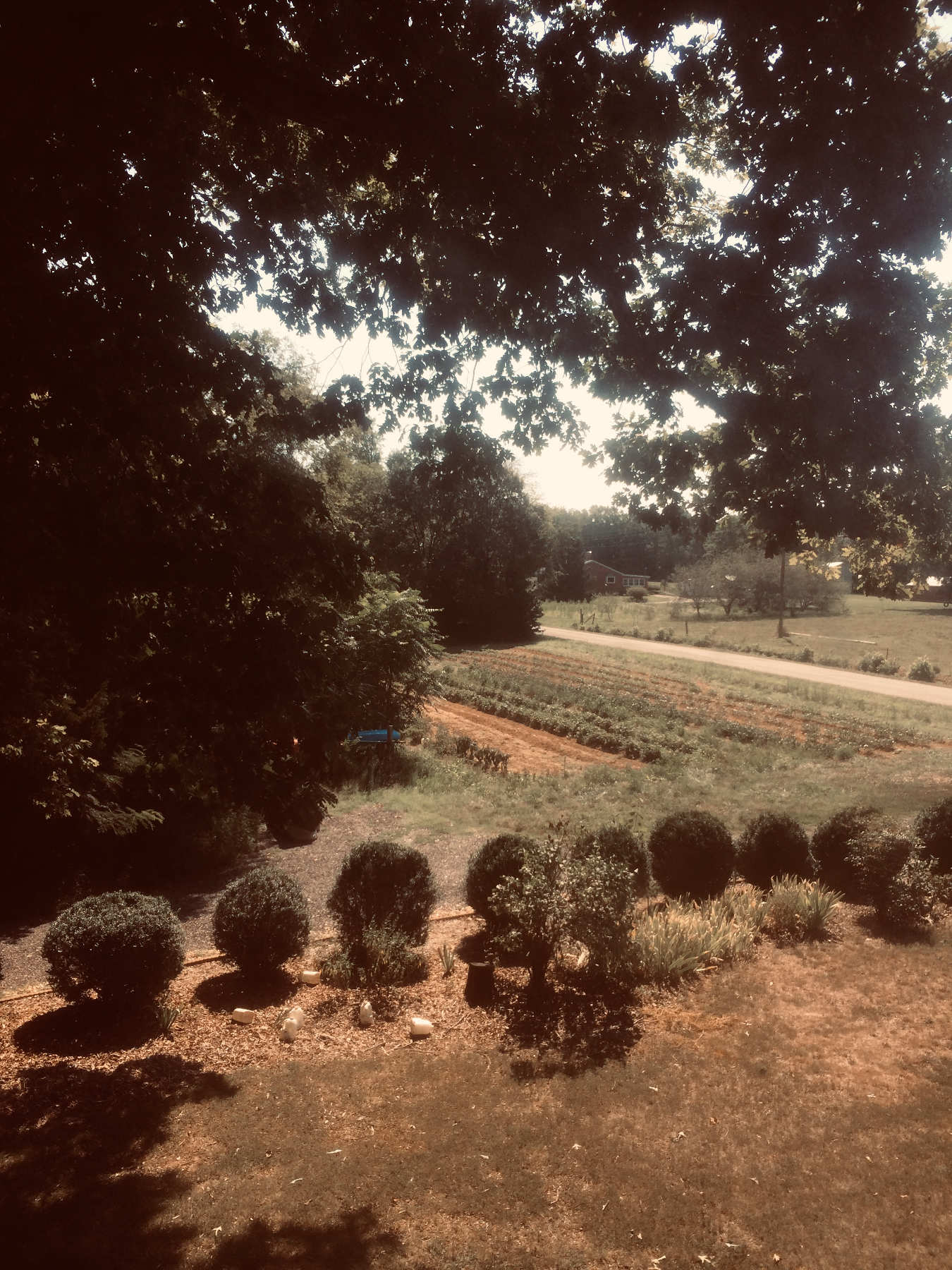 Overhead view of garden